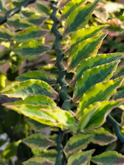 Naklejka premium Selective focus. Light green leaves of Devil's Backbone (Pedilanthus tithymaloides), also called zigzag plant. Ornamental plants in front of the house. 