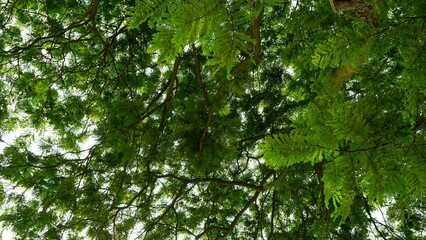 The texture of tree foliage when viewed from below