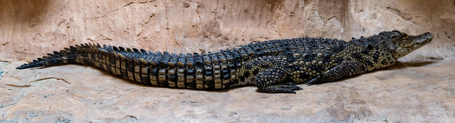 Australian freshwater crocodile at the Jerusalem Biblical Zoo in Israel
