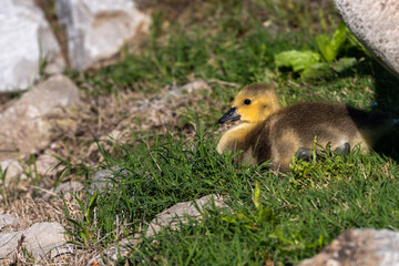 Gosling in grass