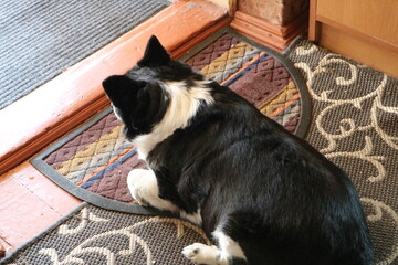 The dog is lying by the threshold. A black and white dog lies on the floor in a room.