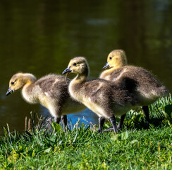 country goose family