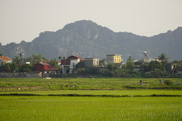 Obraz premium The village landscape has ripe rice fields