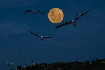 Full moon with birds in the sky.
