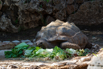 Aldabra giant tortoise eating cabbage at the Biblical Zoo in Jerusalem in Israel