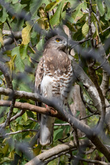 Red-tailed hawk at the Biblical Zoo in Jerusalem in Israel