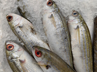 fresh fish on ice