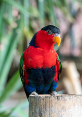 Multicolor lorikeet parrot at the Biblical Zoo in Jerusalem in Israel