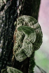 Turkey tail mushroom growing on a tree branch