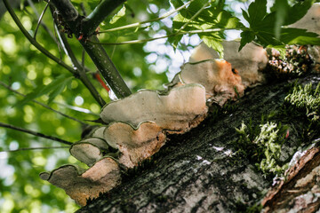 Turkey tail mushrooms growing on a tree branch