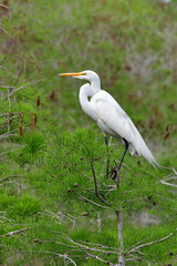 Great Egret, Ardea alba, perched on Cypress Tree in Everglades National Park, Florida with green background.