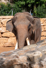 Naklejka premium elephants in the biblical zoo in jerusalem