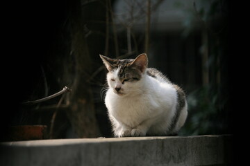 Obraz premium cat on the fence