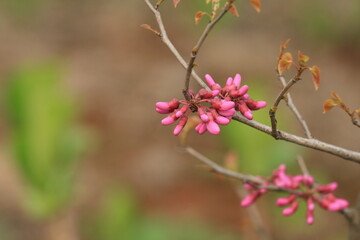 close up of pink flowers