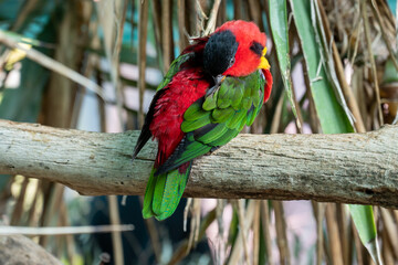 Multicolor lorikeet parrot at the Biblical Zoo in Jerusalem in Israel