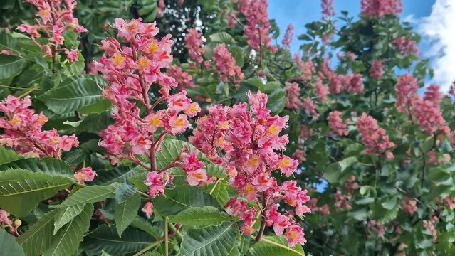 Aesculus carnea. Red horse chestnut. Tree blooming in spring in the park. Large red-pink chestnut flowers. Cone-shaped flower clusters between dark green leaves. Colorful floral background