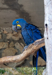 Hyacinth macaw parrot in the Biblical Zoo in Jerusalem, Israel
