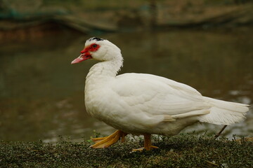 white goose in the pond