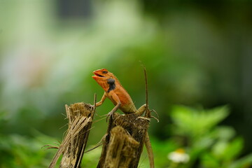 Close-up of Calotes versicolor