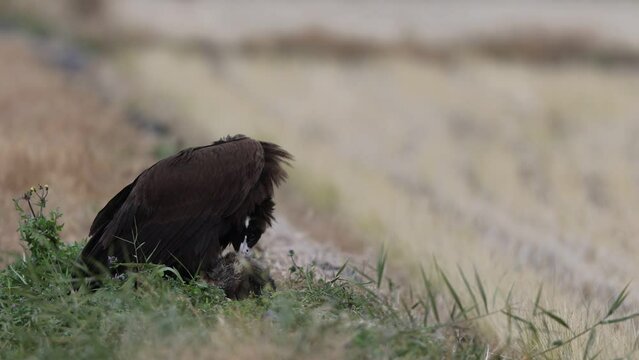 Cinereous vulture or Eurasian black vulture (Aegypius monachus) is a large raptor in the family Accipitridae and distributed through much of temperate Eurasia. 