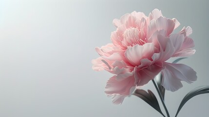 Delicate Pink Peony Blossom Drifting Softly Against Minimalist Light Gray Backdrop