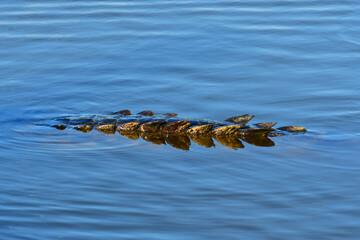 Tail detail of American Crocodile Crocodylus acutus, swimming in West Lake in Everglades National Park, Florida.