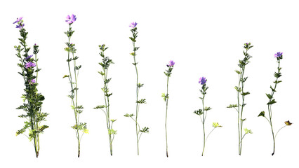 Malva Moschata on white background