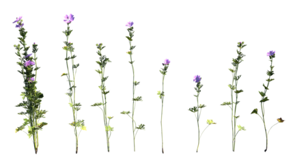 Malva Moschata on white background