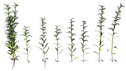 Echium Vulgare on white background