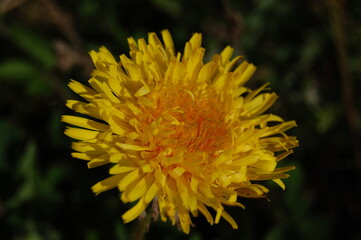 yellow flower