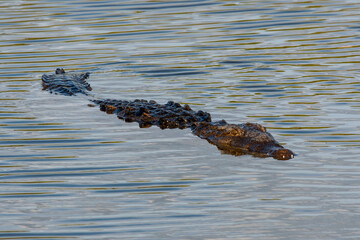 American Crocodile Crocodylus acutus, swimming in West Lake in Everglades National Park, Florida.