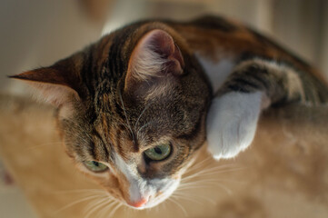 Tricolor cat photography in a cat-tree. 