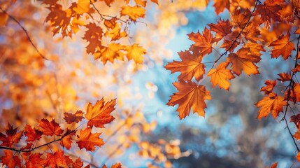Tree branches adorned with fiery orange and yellow leaves