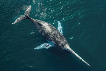 A majestic gray whale gracefully swimming in the water. Perfect for marine life and nature concepts