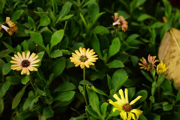Close-up of Argyranthemum Grandaisy flower