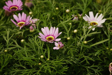 Close-up of Argyranthemum Grandaisy flower