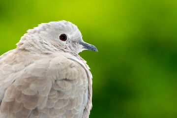 close up portrait of a dove on green blurred background. selective focus. The Eurasian collared dove (Streptopelia decaocto) is a dove species native to Europe and Asia