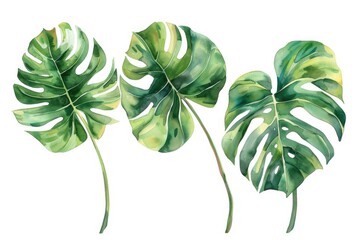 Vibrant watercolor painting of three tropical leaves. Perfect for tropical-themed designs