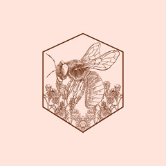Honey Bee Drawing Engraving Illustration