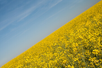 Yellow-blue gradient, a diagonal image of golden rapeseed field and bright blue sky. Nature in...