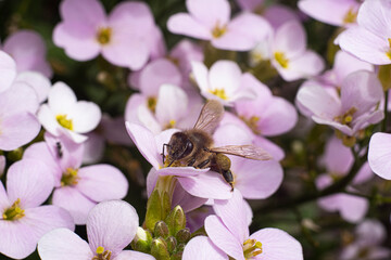 macro bee on pink flower closeup