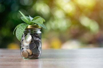 Investment and saving funds concept, financial market growth and development with plants growing out of a glass jar full of coins. Nature bokeh background copy space.