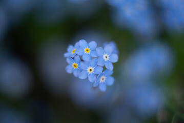 Wood Forget-Me-Not - Myosotis sylvatica