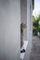 cat on the window