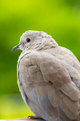 close up portrait of a dove on green blurred background. selective focus. The Eurasian collared dove (Streptopelia decaocto) is a dove species native to Europe and Asia