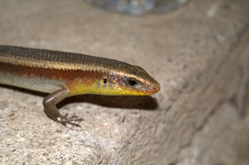 East Indian Brown Mabuya, Common Sun Skink or Golden Skink (Eutropis multifasciata) in an urban envoronment in the rainforest of Thailand