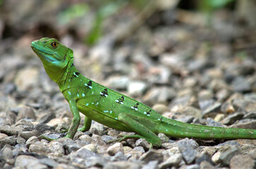 Female of Green Basilisk or Emerald Basilisk, Basiliscus plumifrons in the rainforest of Costa Rica