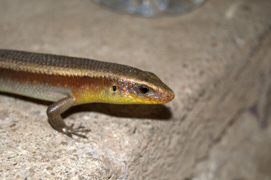 East Indian Brown Mabuya, Common Sun Skink or Golden Skink (Eutropis multifasciata) in an urban envoronment in the rainforest of Thailand