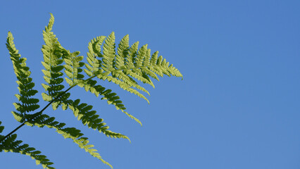 fern leaf against the blue sky