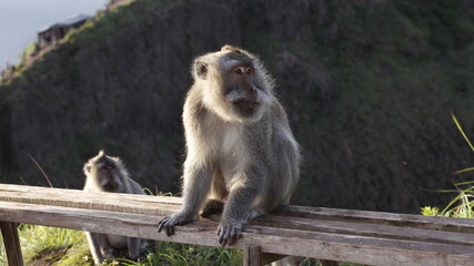 japanese macaque sitting on the ground